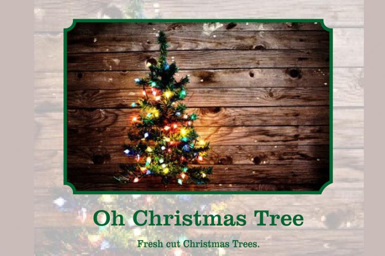 Oh Christmas tree scent