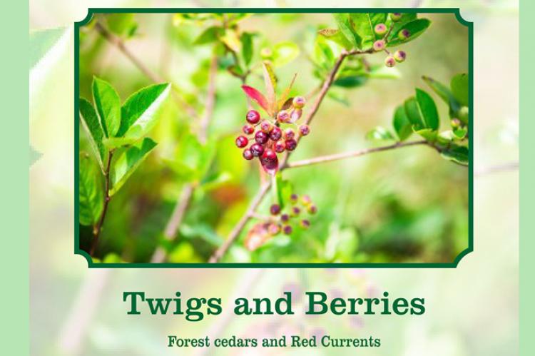 Twigs and berries scent