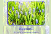 hyacinth flower scent