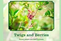 Twigs and berries scent