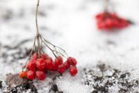 twigs and berries